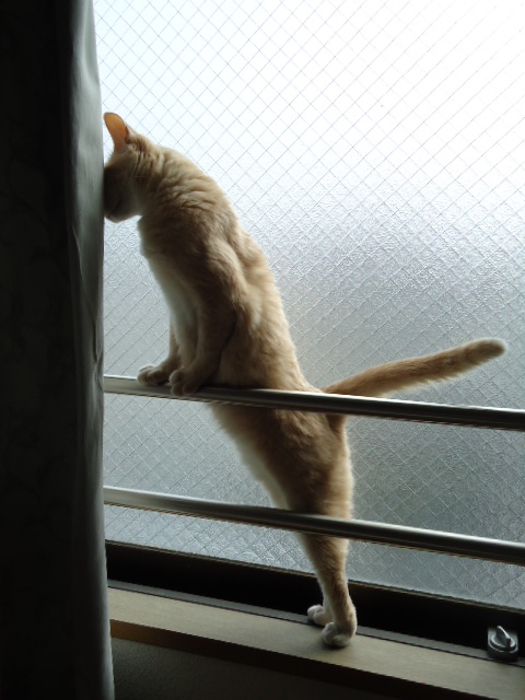 ねこぜ5