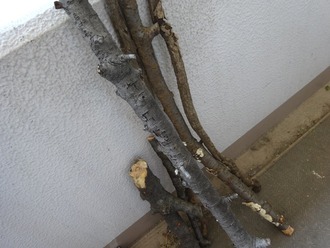 落ち枝