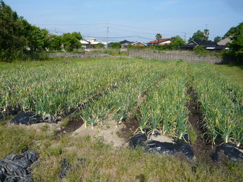 P1050491