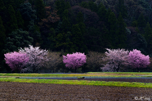 DSC_3556-1111