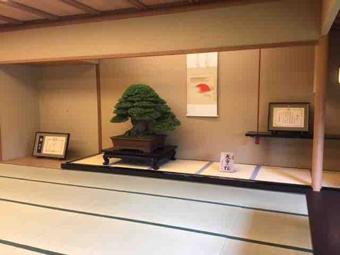 木村正彦・小林國雄・鈴木伸二 盆栽界のトップが勢揃い : 雨竹 盆栽