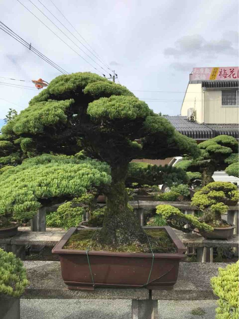 田中誠二　五葉松盆栽 9be73959-s.jpg