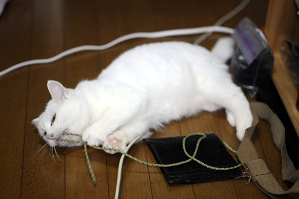 うちのとらまる