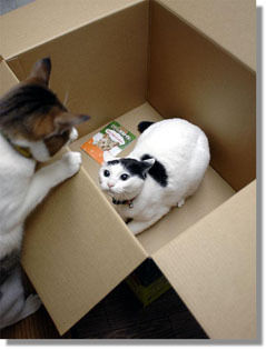 うちのとらまる