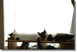 うちのとらまる