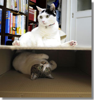 うちのとらまる