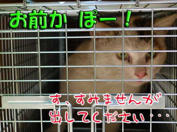 うちのとらまる