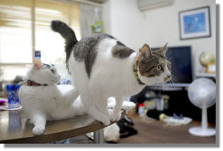 うちのとらまる