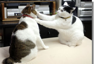 うちのとらまる