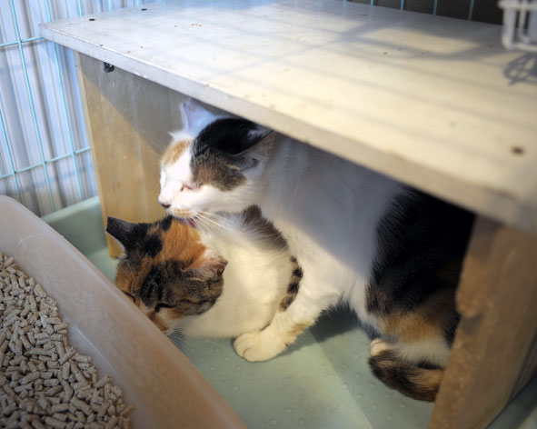 うちのとらまる
