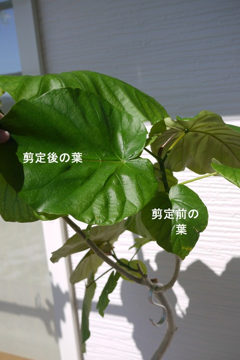 P1120300