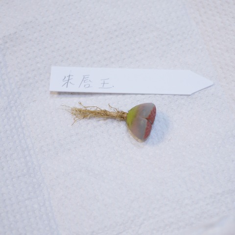 P1130401