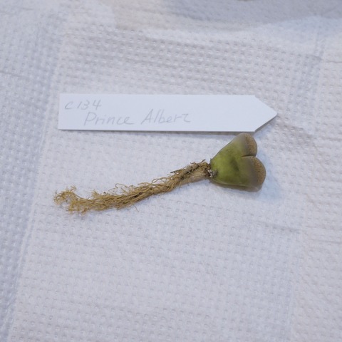 P1130411