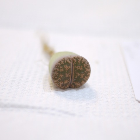 P1130420