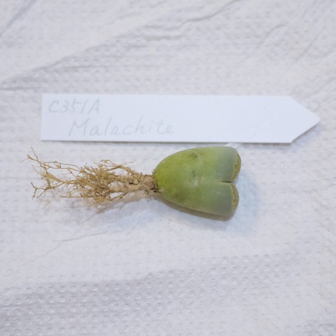 P1130415