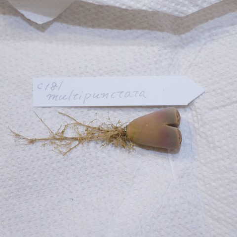 P1130417
