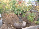 ume1