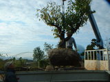 ume2
