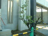 ume3