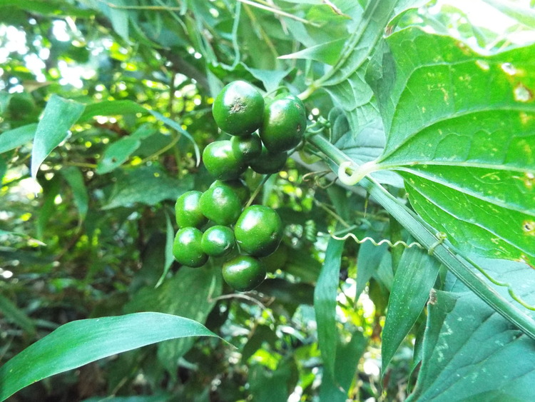 DSCF0788