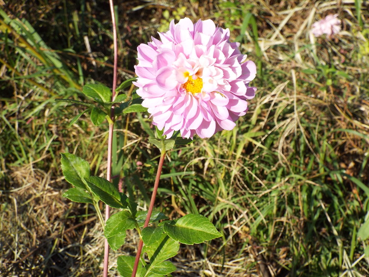 DSCF0804