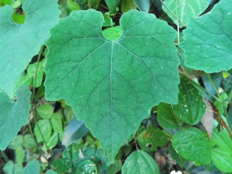 DSCF0793