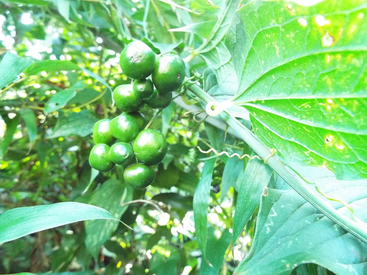 DSCF0787