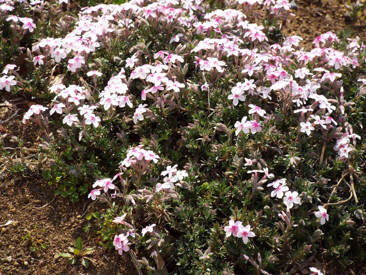 DSCF0514