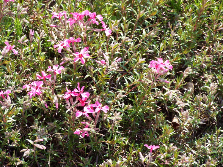 DSCF0513