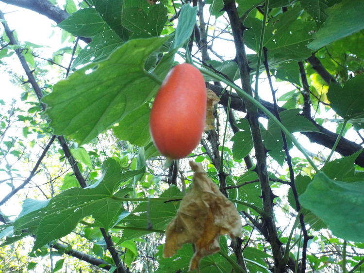 DSCF0796