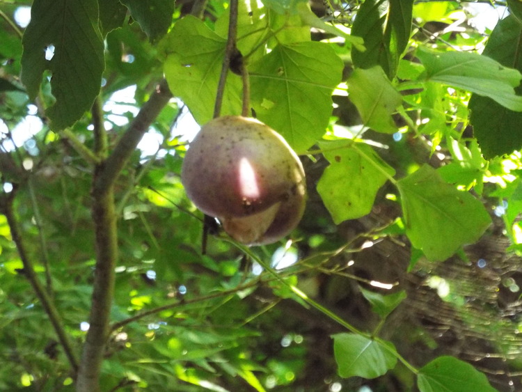 DSCF0798