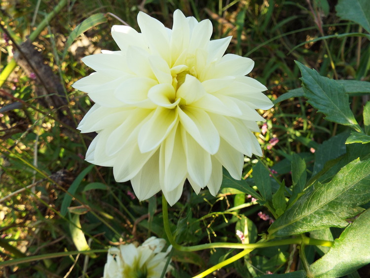 DSCF0806