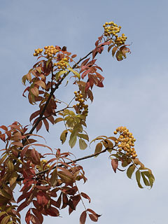 中央病院前紅葉2