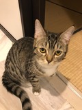 こむぎ