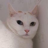 フクちゃん フクちゃん