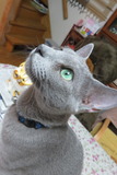 0801oginorin