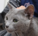 taro2