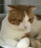 0102tora