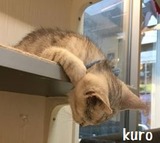 kuro3