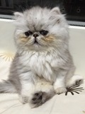 20151113 アカリちゃん_1764