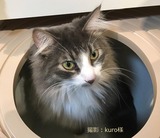 kuro18