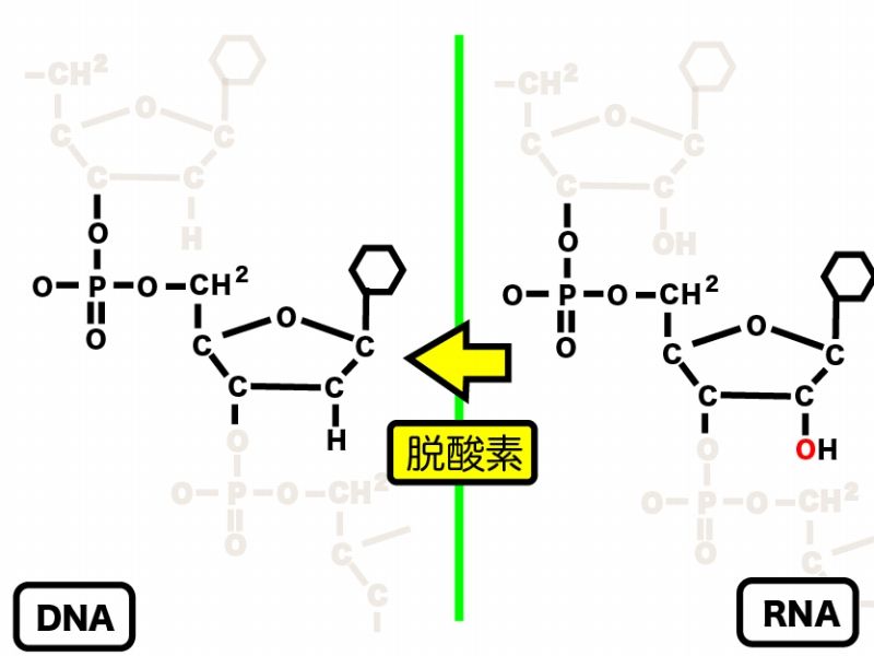 デ オキシ リボ 核酸 ココロミにきみ