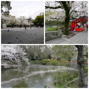 collage_photocat
