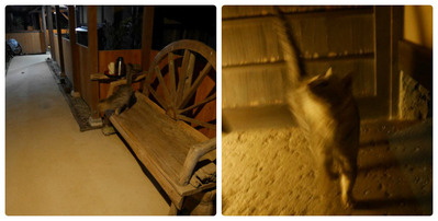 collage_photocat
