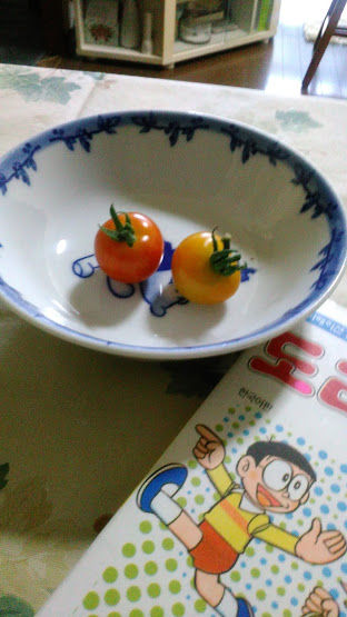 トマト収穫
