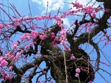 hanahana
