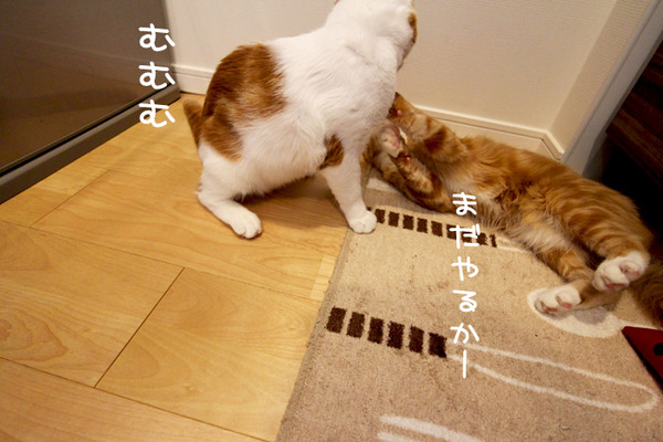 2匹のえび争奪戦14