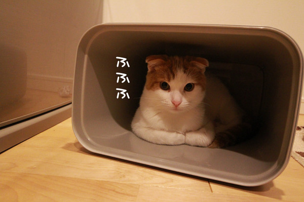 ゴミ箱で遊ぶ猫たち18