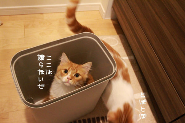 ゴミ箱で遊ぶ猫たち10
