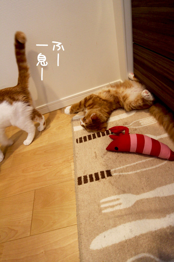 2匹のえび争奪戦11